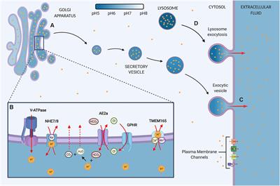 The Golgi as a “Proton Sink” in Cancer